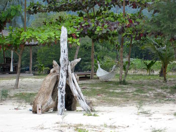 Trees in park