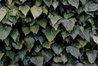 Full frame shot of plants