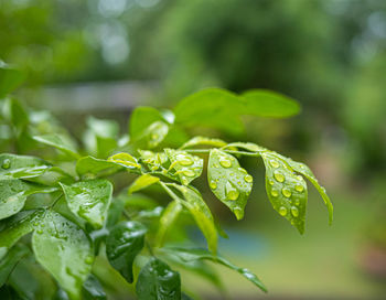 Close-up of raindrops on leaves