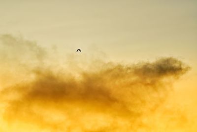 Low angle view of silhouette bird flying against sky