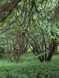 Trees in forest