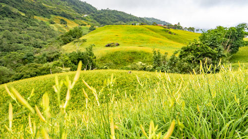 Scenic view of agricultural field against sky