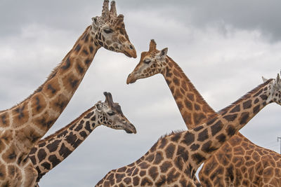 Low angle view of giraffes against sky