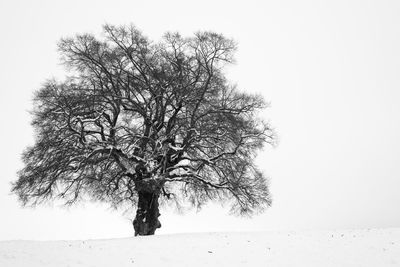 Bare tree on snow covered landscape against clear sky