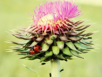 Close-up of plant