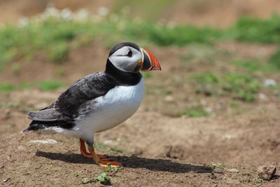 Close-up of bird perching on field