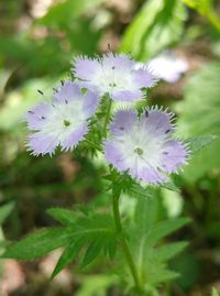 Close-up of white flower