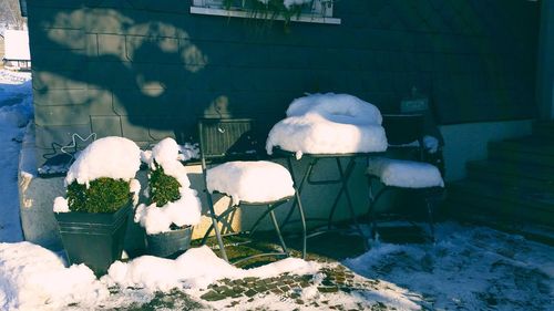 Sheep on snow during winter