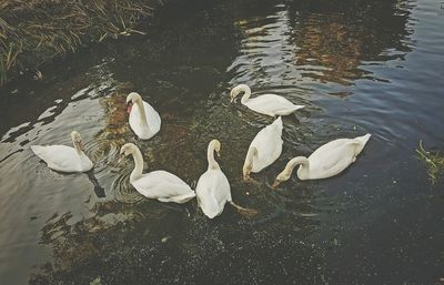 View of swans swimming in lake
