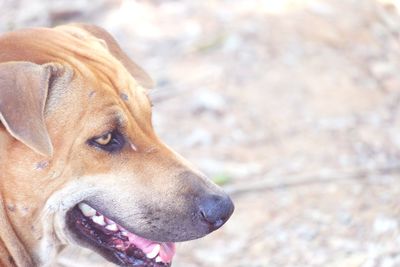 Close-up of a dog looking away