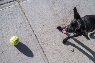 Close-up of dog on sand