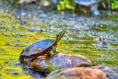 Close-up of turtle swimming in lake