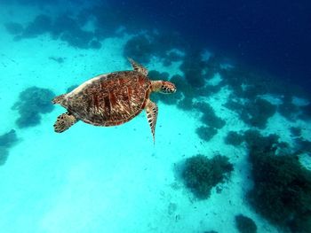 High angle view of turtle swimming in sea