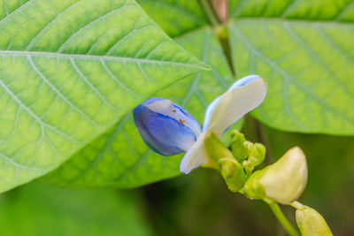 Close-up of flower growing on plant