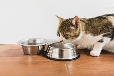 Close-up of a cat on table