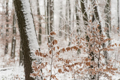 Plants on snow covered land