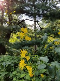 Close-up of yellow flowers blooming on tree