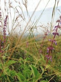 Plants growing on field