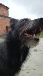 Close-up of dog against sky