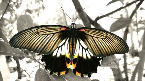 Close-up of butterfly on flower