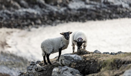 Sheep on rock