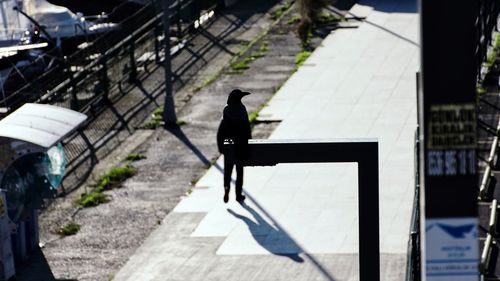 Rear view of a bird on a footpath