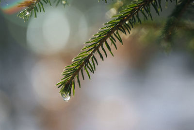 Close-up of leaves on twig