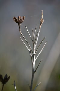 Close-up of dried plant