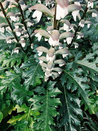 Close-up of white flowers growing on plant