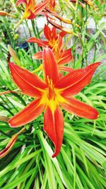 Close-up of day lily blooming outdoors