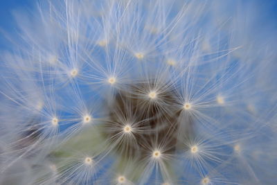 Close-up of dandelion on plant