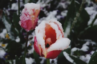 Close-up of frozen strawberry on plant during winter