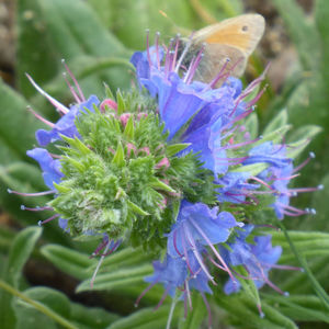 Close-up of blue flower on plant