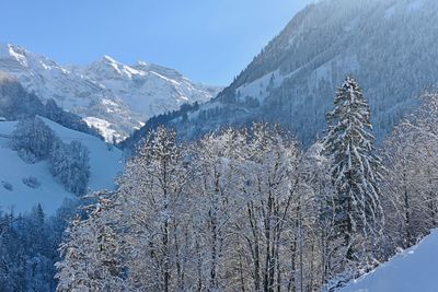 Pine trees on snowcapped mountain against sky
