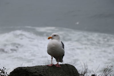 Seagull perching on rock by sea