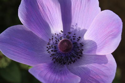 Close-up of purple flower