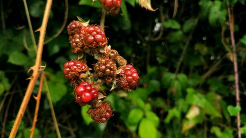 Close-up of red berries growing on tree