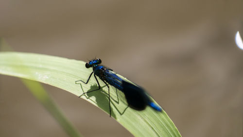 Close-up of grasshopper