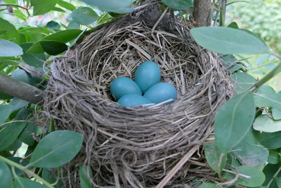 High angle view of bird in nest