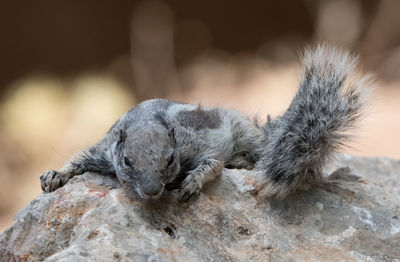 Close-up of cat sleeping on rock