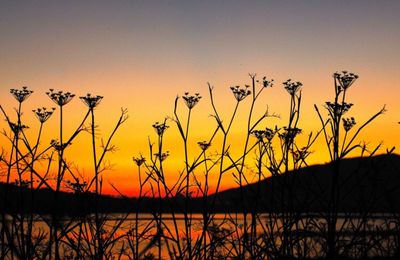 Silhouette plants against orange sky during sunset