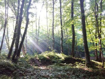 Scenic view of forest