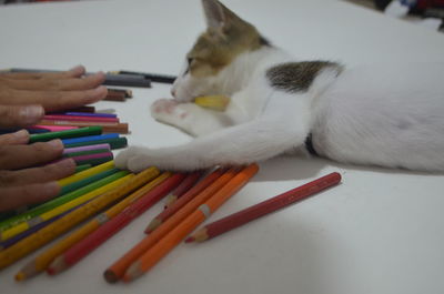 Close-up of hand touching cat with colored pencils