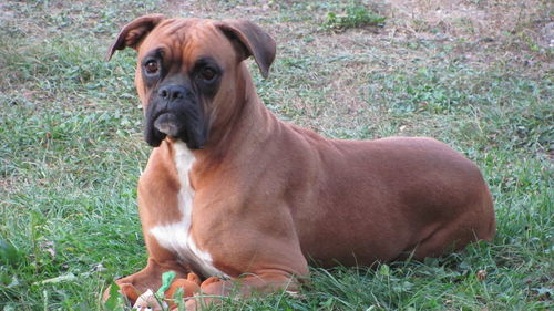 Dog standing on field