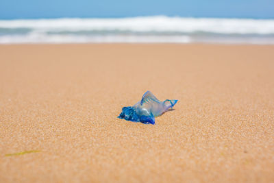 Blue bottle jellyfish or portuguese man of war on the sand with soft water wave