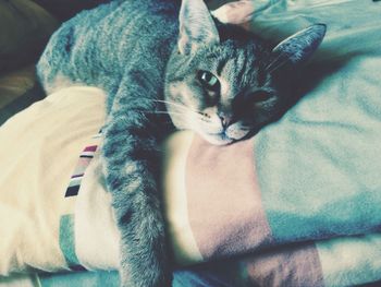 pets