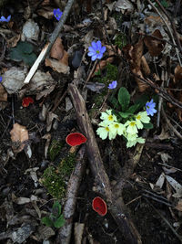 Close-up of red flowers