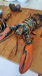 High angle view of insect on table