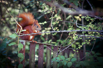 Close-up of squirrel on tree