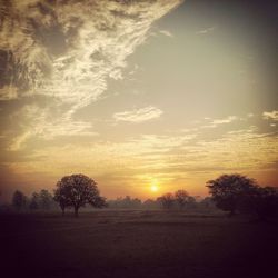 Silhouette trees on field against sky during sunset